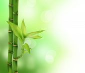 pic of zen  - Zen Bamboo - JPG 