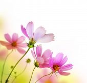 image of nature  - Beautiful Floral Border - JPG 