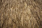 image of hut  - thatch background - JPG 