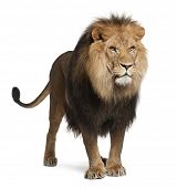 foto of animals  - Lion - JPG 