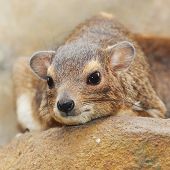 image of animals  - Funny animal portrait of The Rock Hyrax  - JPG 