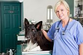 foto of dog  - A portrait of a dog at the vet in the surgery preparation room - JPG 