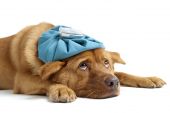 stock photo of dog  - Sick dog laying down on white background - JPG 