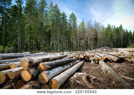 Deforestation In Rural Areas Timber Harvesting Green Coniferous