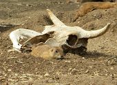 image of sculling  - A prairie dog near a scull on dry land - JPG 
