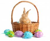 pic of animals  - Fluffy foxy rabbit in basket with Easter eggs isolated on white - JPG 