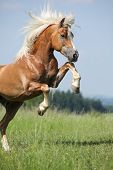 stock photo of equine  - Nice prancing Haflinger stallion on the grass in fron of blue sky - JPG 
