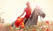 foto of horse  - Beautiful young sexy woman riding a horse on a poppy field wearing fashionable red dress.
** Note: Slight graininess, best at smaller sizes - JPG 