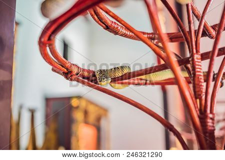 Poster: Snake On Branch In Snake