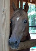 picture of quarter horse  - horse looking  - JPG 
