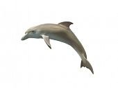 picture of animals  - Dolphin isolated on a white background - JPG 