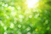 image of nature  - Bokeh background of foliage - JPG 