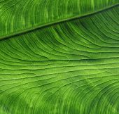 picture of vein  - grunge leaf veins - JPG 