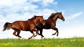 stock photo of horse  - horses gallop - JPG 