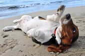 picture of dog  - picture of puppy purebred basset hound on a beach - JPG 