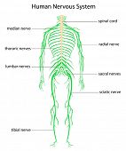 foto of cerebellum  - Illustration of human nervous system with labels - JPG 