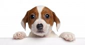 stock photo of animals  - Jack Russell Terrier puppy - JPG 