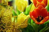 Bouquet of yellow and red tulips. Yellow mimosa in flower arrangement. Floral background. Spring mood.