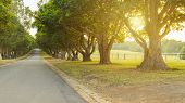 Trees lines this driveway on Dame Eadith Walker Estate, in Concord, Sydney, New South Wales, Australia.