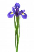 stock photo of iris  - freshness purple iris on a white background - JPG 
