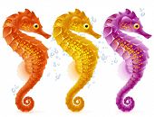 picture of horse  - Vector sea horse - JPG 