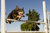 picture of competition  - brown australian cattle dog jumping in a competition of agility - JPG 