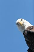 stock photo of blue sky  - Bald eagle headshot on blue sky - JPG 
