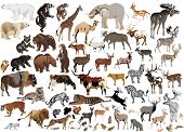 image of animals  - illustration with animals collection isolated on white background - JPG 