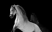 picture of horse  - horses over a black background - JPG 