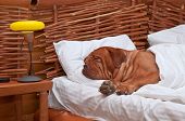 picture of home  - Dogue De Bordeaux Comfortably Sleeping in bed with white sheets - JPG 