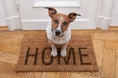 stock photo of home  - dog welcome home on brown mat and door - JPG 