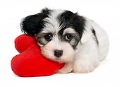 pic of dog  - A cute lover valentine havanese puppy dog with a red heart isolated on white background - JPG 
