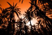 image of sunset  - Sunset with palm date trees in the largest oasis of Tozeur in Tunisia - JPG 