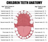 stock photo of anatomy  - Anatomy of children teeth  - JPG 