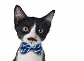 stock photo of black  - Cute black and white kitten with mustache and bow tie - JPG 