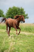 stock photo of quarter horse  - Nice Quarter horse stallion running on pasturage before a storm
 - JPG 