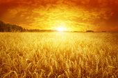 stock photo of sunset  - Golden sunset over wheat field - JPG 