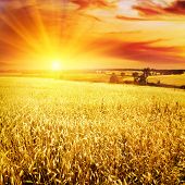 foto of sunset  - Wheat field at sunset - JPG 