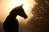 image of equine  - Silhouette of a beautiful Arabian horse against sun shining through heavy fog - JPG 