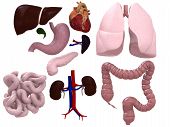 image of organ  - 3d rendered anatomy illustration of different human organs - JPG 