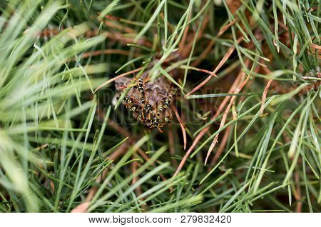 Poster: Wasp Nest With Wasps The