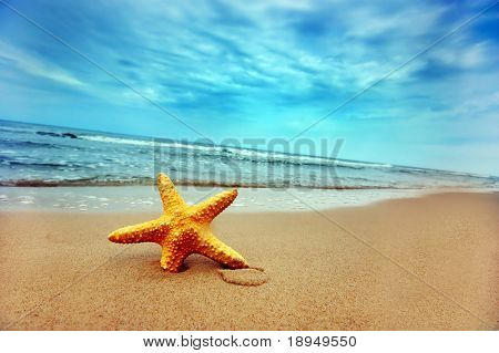 Picture or Photo of Starfish on the Beach - Best for Web Use -