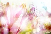 stock photo of beauty  - beautiful flowers made with color filters - JPG 