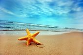 pic of beach  - Starfish on the Beach  - JPG 
