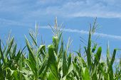 stock photo of blue sky  - Tips of a healthy corn crop against a blue sky - JPG 