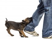 stock photo of bites  - Belgian shepherd puppy biting leg against white background - JPG 